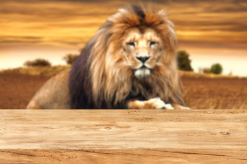 Fototapeta na wymiar desk and lion 