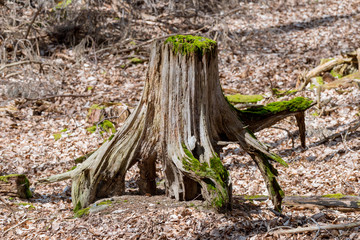 Baumstumpf mit Wurzel im Wald