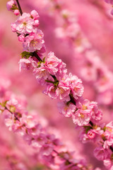 Spring sakura tree blossom