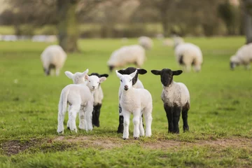 Foto auf Acrylglas Spring Lambs Baby Sheep in A Field © Darren Baker