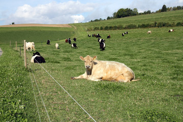 Dutch belted cows on the farm