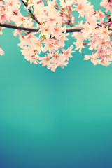 Sharp cherry blossom with a vintage look. Space for your text at the bottom of the image