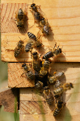 Abeilles qui sortent 