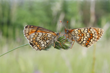 Butterfly, two Heath Fritillary (Mellicta athalia) on grass facing each other