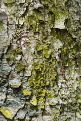 old wood tree bark with green moss