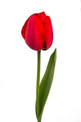 Obraz premium Tulipan