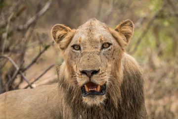 Lion starring in the Kruger National Park.