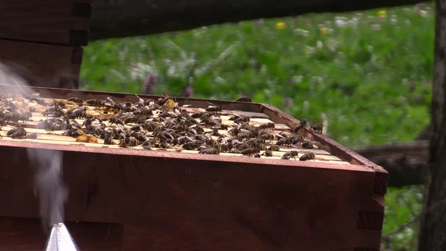 working with bees