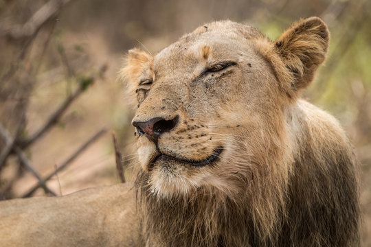 Lion smiling in the Kruger National Park.