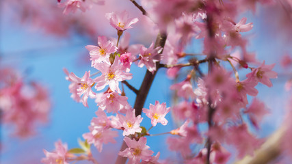 Sharp cherry blossoms on blue background