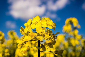 gelbe Rapsblüte 