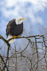 Weißkopfseeadler (Haliaeetus leucocephalus) sitzt auf einem Ast in der Wildnis