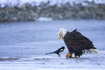 Weißkopfseeadler (Haliaeetus leucocephalus) verteidigt seinen Fang 