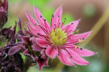 Sempervivum flower