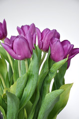 Naklejka premium natürlicher Tulpenstrauß 