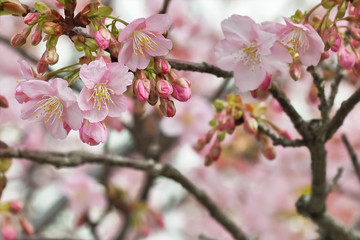 Fototapeta na wymiar 満開の桜　