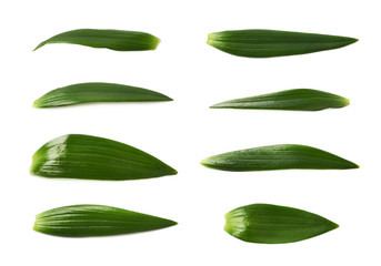 Single green chrysanthemus leaf isolated - obrazy, fototapety, plakaty