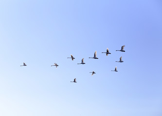 Geese flying in blue spring sky, v-formation