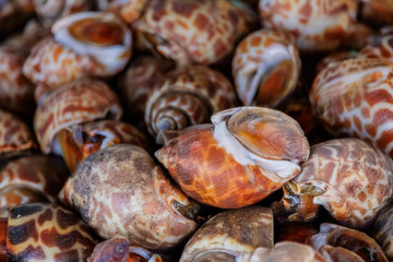 Close up Babylonia areolata or Spotted babylon at seafood market