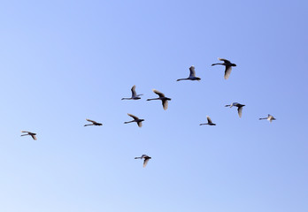 Geese flying in blue spring sky, v-formation