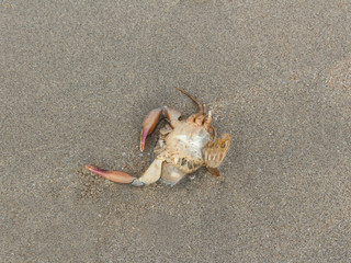 Dead crab on beach.