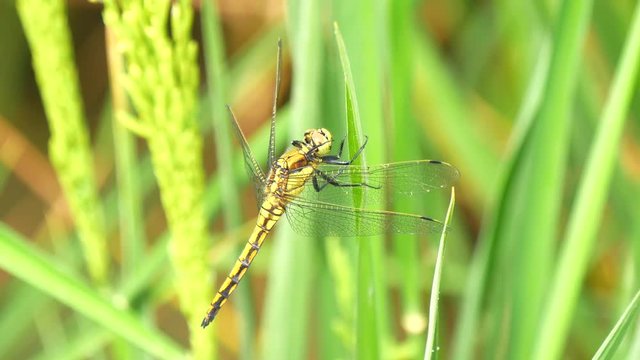 Dragonfly in a rice field (4K)