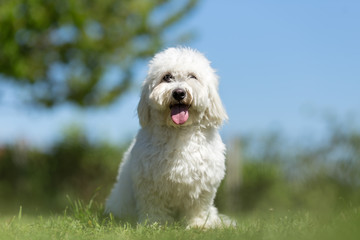 Coton de Tulear dog portrait in garden