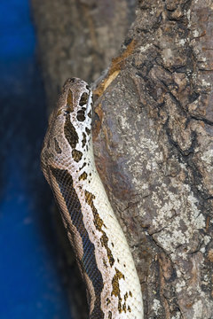 Madagascar Ground Boa