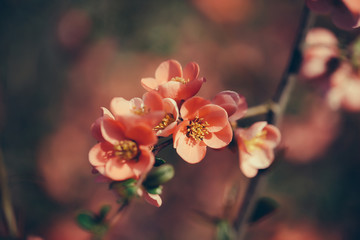 Red cherry blossom