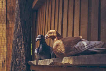 Pair of homing pigeons resting in a wooden loft.