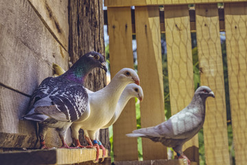 Mixed group of alert homing pigeons and white German Beauty Homer breed pigeons in a wooden loft.
