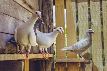 Mixed homing pigeon group with alert white German Beauty Homer breed pigeons in a wooden coop.