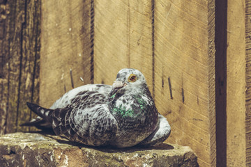 Portrait of a peaceful grey racing pigeon male resting in the sun in a wooden coop.