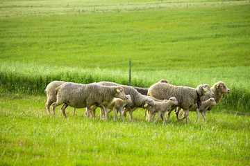 Obraz premium Rebaño de ovejas