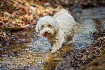 Havanese dog drinking water from a stream - 108406674