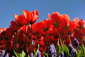 Obraz premium Red Tulips on bluesky background