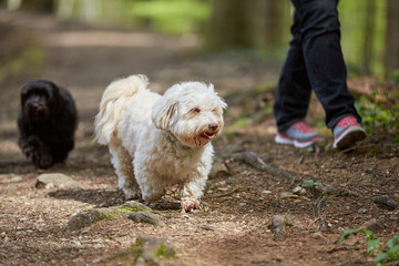 Havanese dog walking on a way in the forest