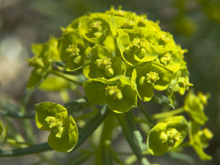 milkweed flower