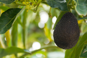 Green ripe avocado hanging on the tree © barmalini