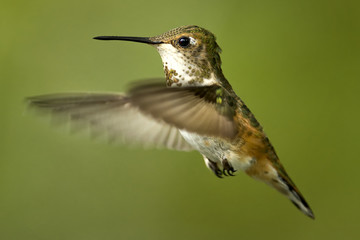 Kolibri im Flug auf grün