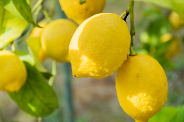 Fresh ripe lemons hanging on a tree