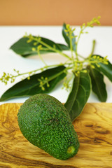 Fresh green avocados with leaves on olive wood