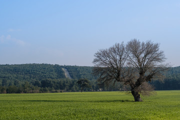 Lonely tree with green field