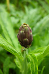 Artichoke plant growing in the garden, Corfu, Greece