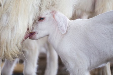 Close-up of adorable feeding kid goat