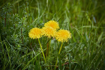 Group of dandelion in the green meadows