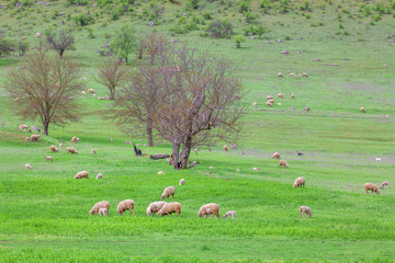 herd of sheep on the meadow