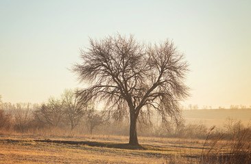 Fototapeta premium birch forest in sunlight in the morning