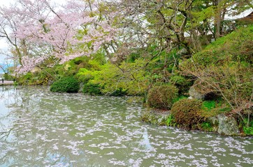 京都清水寺の桜