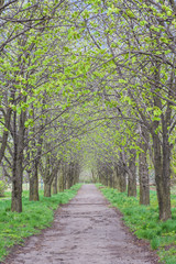 birch forest in sunlight in the morning